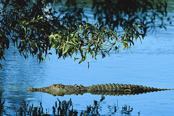 00620205 Poster featuring the photograph Saltwater Crocodile Australia by Cyril Ruoso