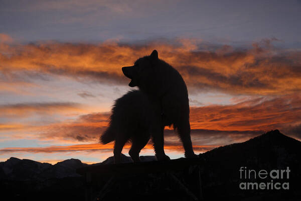 Animal Poster featuring the photograph Samoyed at Sunset by Kent Dannen and Photo Researchers