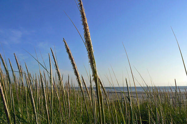 Sand Dune Grass Poster featuring the photograph Sand Dune Grasses by Pamela Patch