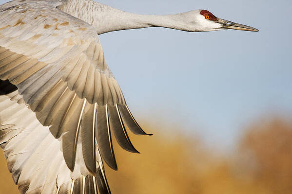 00465732 Poster featuring the photograph Sandhill Crane Flying Bosque Del Apache by Sebastian Kennerknecht