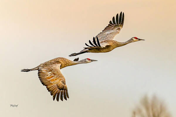 Birds Poster featuring the photograph Sandhill Crane Mated Pair by Fred J Lord