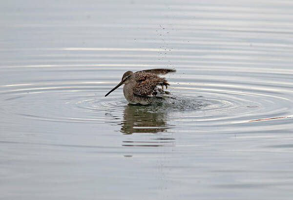 Sandpiper Poster featuring the photograph Sandpiper bathing by Terry Dadswell