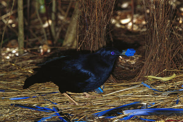 00620194 Poster featuring the photograph Satin Bowerbird Ptilonorhynchus Violaceus by Cyril Ruoso