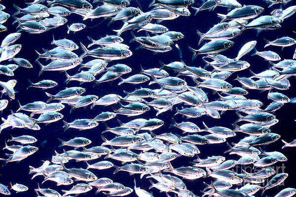 Horizontal Poster featuring the photograph School of Threadfin Shad by Tom McHugh and Photo Researchers