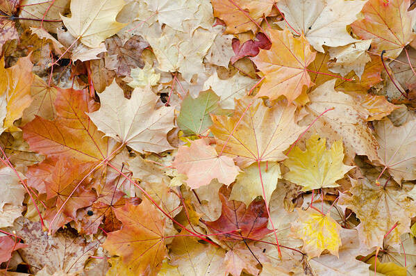 Leaves Poster featuring the photograph Sea of Leaves by Margaret Pitcher