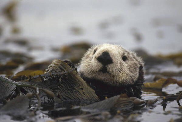 00200002 Poster featuring the photograph Sea Otter In Kelp Bed by Gerry Ellis