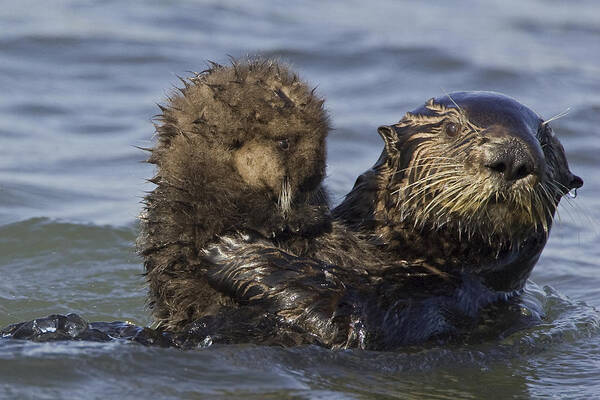 00438551 Poster featuring the photograph Sea Otter Mother Holding Pup Monterey by Suzi Eszterhas