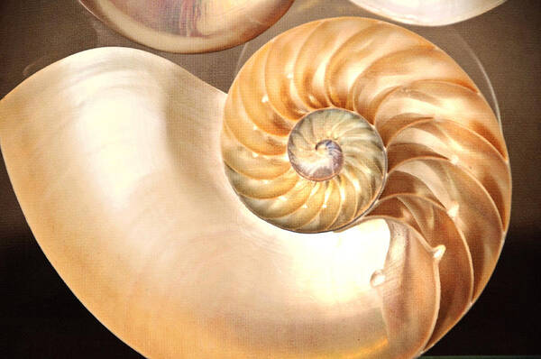 Seashell Poster featuring the photograph SeaShell. Creamy Version by Jenny Rainbow