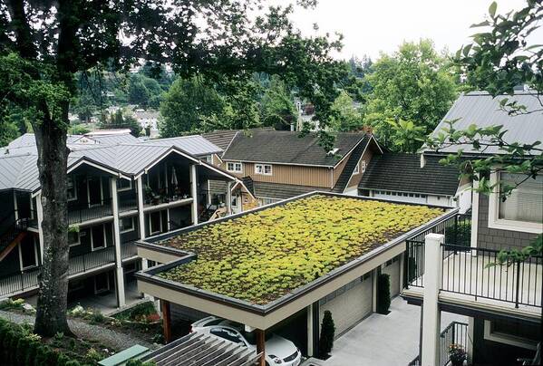 Sedum Sp. Poster featuring the photograph Sedum Roof, Early June by Alan Sirulnikoff