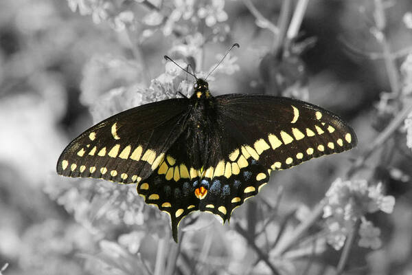  Poster featuring the photograph Select Color Swallowtail Butterfly by Mark J Seefeldt