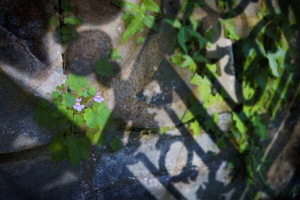 Floral Poster featuring the photograph Shadow Garden by Richard Piper