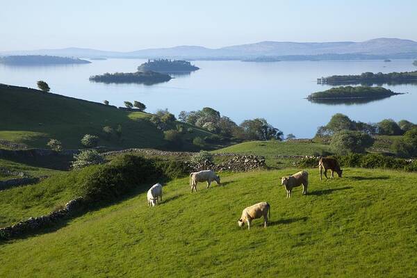 County Mayo Poster featuring the photograph Sheep Grazing By Lough Corrib Cong by Peter Zoeller