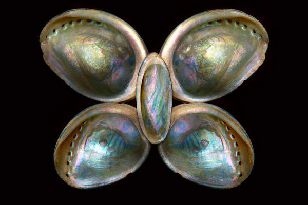 Butterfly Poster featuring the photograph Shell - Conchology - Devine Pearlescence by Mike Savad