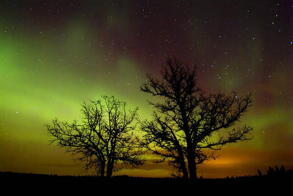 Beautiful Poster featuring the photograph Silhouettes Of Bur Oak Trees by Mike Grandmailson