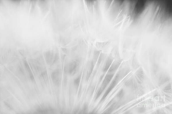 Macro Photo Of Dandelion Seeds Poster featuring the photograph Silky Softness by Venura Herath