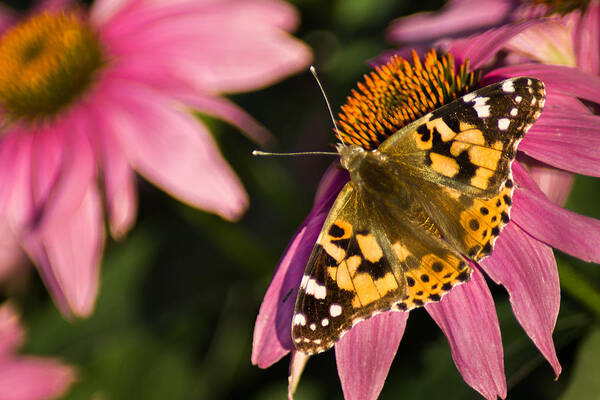 Butterfly Poster featuring the photograph Simple Butterfly by Bill Pevlor