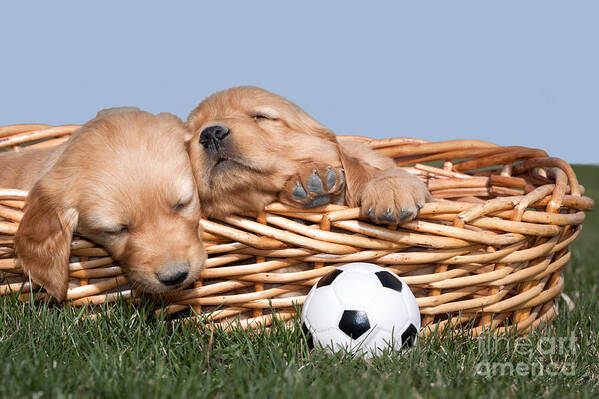 Dogs Poster featuring the photograph Sleeping Puppies in Basket and Toy Ball by Cindy Singleton