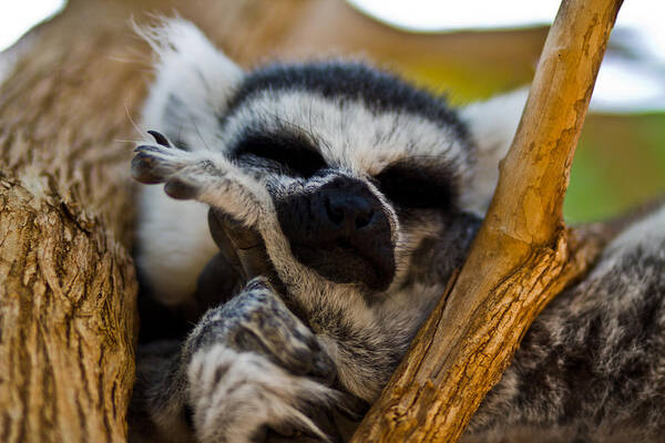 Cute Poster featuring the photograph Sleepy Lemur by Justin Albrecht