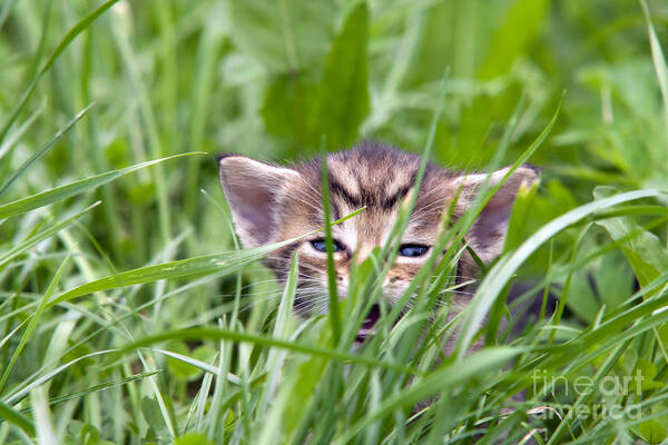 Adorable Poster featuring the photograph Small Kitten In The Grass by Michal Boubin