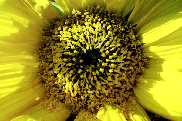 Agriculture Poster featuring the photograph Small sunflower by Emanuel Tanjala