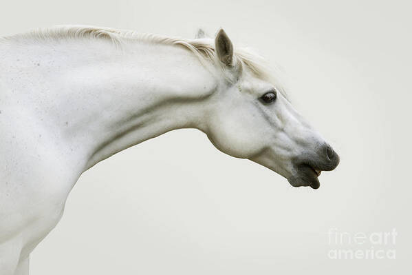 Grey Poster featuring the photograph Smiling Grey Pony by Ethiriel Photography