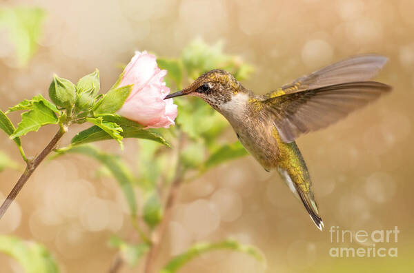 Archilochus Colubris Poster featuring the photograph Snack Time by Sari ONeal