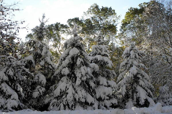 Snow Poster featuring the photograph Snow Bound by Kim Galluzzo