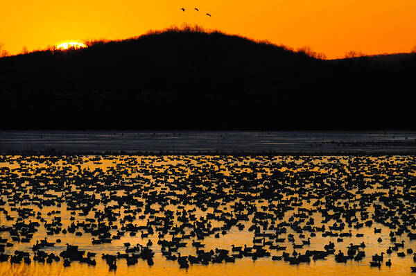 Canada Geese Poster featuring the photograph Snow Geese Sunrise by Craig Leaper