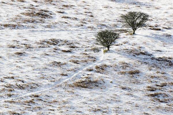 Plant Poster featuring the photograph Snow On Moorland by Adrian Bicker