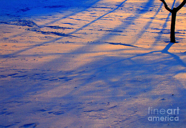 Snow Poster featuring the photograph Snow Tree by Leela Arnet