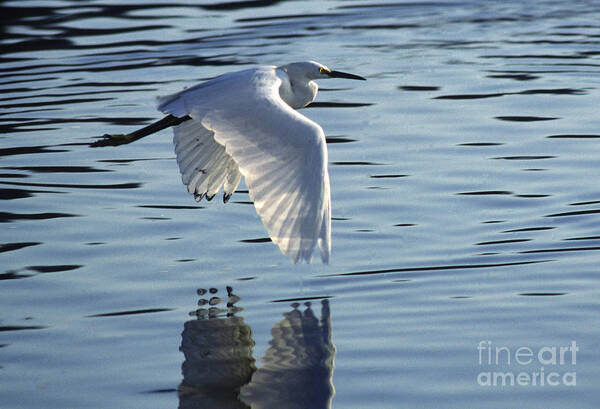 Bird Poster featuring the photograph Snowy Egret in Flight by Craig Lovell