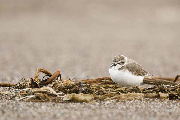 00429787 Poster featuring the photograph Snowy Plover In Winter Plumage Point by Sebastian Kennerknecht