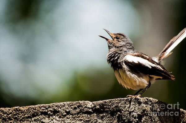 Wallpapers Poster featuring the photograph Song of Nature by Venura Herath