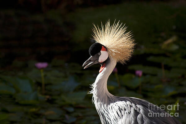Crowned Crane Poster featuring the photograph South African Grey Crowned Crane by Sharon Mau
