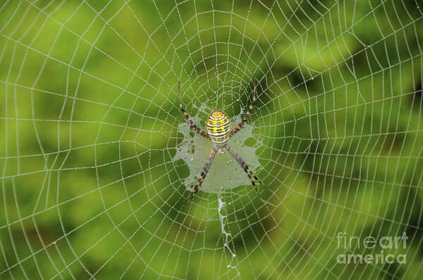 Spider Poster featuring the photograph Spider by Ronald Grogan