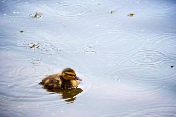 Ducking Poster featuring the photograph Splish Splash Duckling by Catherine Murton