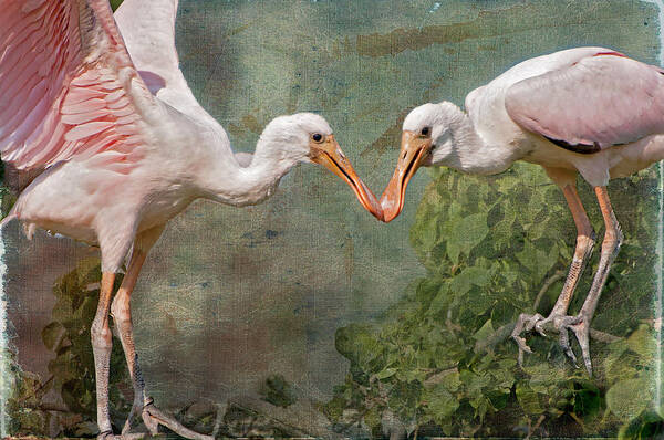 Roseate Spoonbills Poster featuring the photograph Spoonbill Siblings by Bonnie Barry