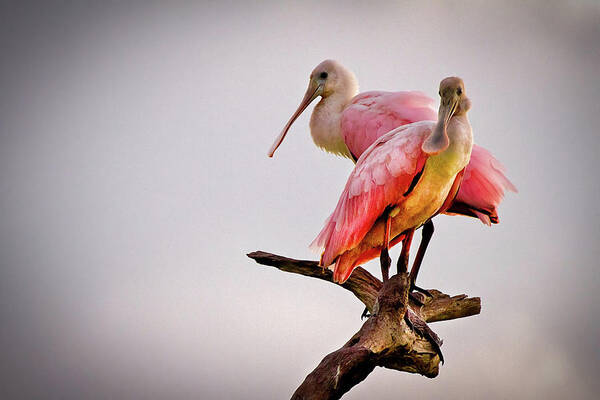 African Poster featuring the photograph Spoonbills by Debra and Dave Vanderlaan