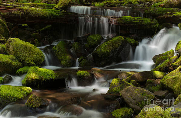 Olympic National Park Poster featuring the photograph Wandering Mossy Creek Falls by Mike Reid