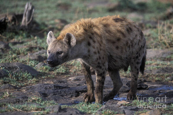 Africa Poster featuring the photograph Spotted Hyena by Sandra Bronstein