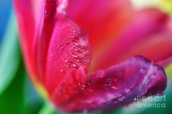 Tulip Poster featuring the photograph Spring is near... by Lisa Argyropoulos