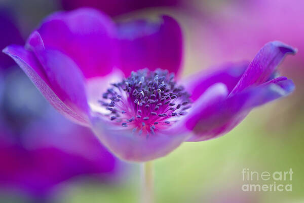 Anemone Poster featuring the photograph Spring waves by Jacky Parker