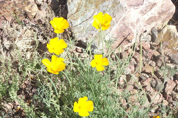 Flower Poster featuring the photograph Sprinkling Yellow by Jayne Kerr 