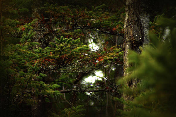 Hovind Poster featuring the photograph Spruce with a touch of red by Scott Hovind