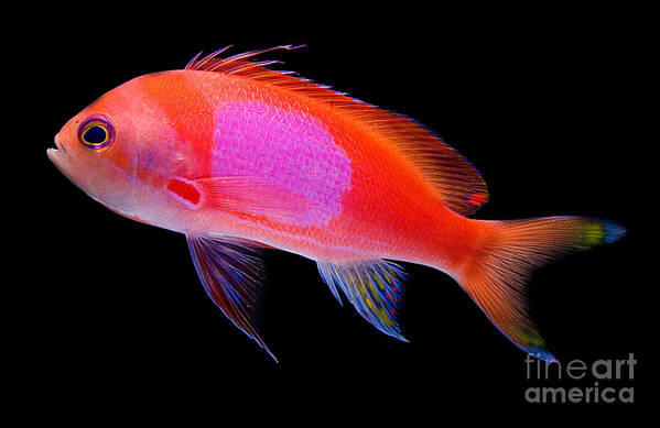 Animal Poster featuring the photograph Square Pink Anthias by Dant Fenolio