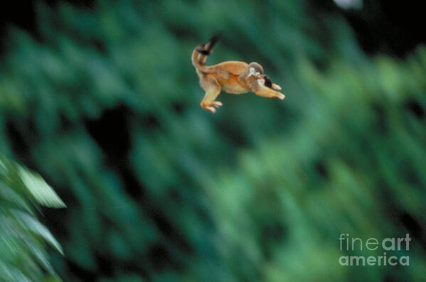 Squirrel Monkey Poster featuring the photograph Squirrel Monkey Leaping With Young by Gregory G Dimijian MD