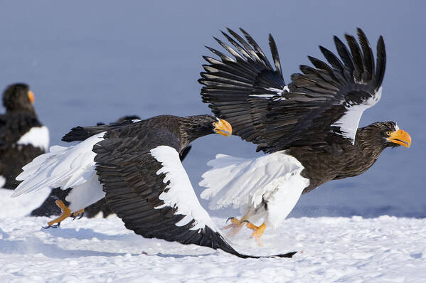 00782260 Poster featuring the photograph Stellers Sea Eagle Chase by Sergey Gorshkov