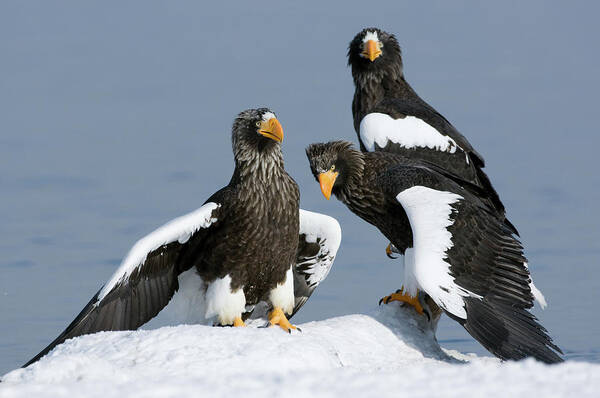 Mp Poster featuring the photograph Stellers Sea Eagle Haliaeetus Pelagicus by Sergey Gorshkov