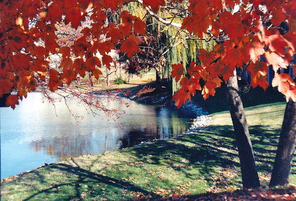 Autumn Poster featuring the photograph Stop and Gaze by Barbara Plattenburg