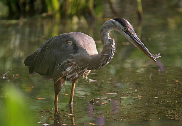 Great Blue Heron Poster featuring the photograph Stop Bugging Me by Juergen Roth